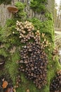 Natural closeup on a cluster of Coprinellus micaceus, Glistening inky cap mushrooms growing on a moss covered tree trunk