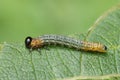 Closeup on the colorful larvae , caterpillar, late instar, of the Willow sawfly, Nematus salicis on Goat willow