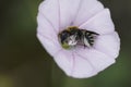 Closeup on a colorful blue-eyed small male Hoplitis perezi solitary bee in a pink Cantabrican morning glory flower Royalty Free Stock Photo