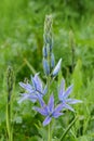 Closeup on the colorful blue flower of the great or large Camas wildflower, Camassia leichtlinii, Eugene, Oregon Royalty Free Stock Photo