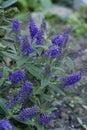 Closeup on a colorful bright blue blossoming evergreen Hebe pinguifolia shrub in the garden