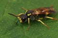 Closeup on a colorful difficult to identify European sawfly, Tenthredo marginella or thompsoni on a green leaf Royalty Free Stock Photo