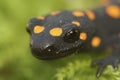 Closeup of the colorful but endangered Anatolian newt, Neurergus strauchii, sitting on green moss Royalty Free Stock Photo