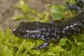 Closeup on the colorful but endangered Blue-spotted mole salamander, Ambystoma laterale sitting on moss