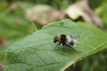 Closeup on a colorful fluffy bumlebee-mimic hoverfly, Sericomyia bombiformis sitting on a green leaf Royalty Free Stock Photo