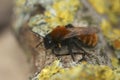 Closeup on a colorful and fluffy Tawny mining bee, Andrena fulva , sitting on wood