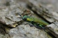 Closeup on the colorful green metallic jewel boring beetle, Anthaxia hungarica sitting on wood