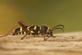 Closeup on a colorful harmless wasp-mimicking longhorn beetle, Clytus arietis Royalty Free Stock Photo