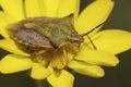 Closeup on a colorful Mediterranean shield bug Carpocoris mediterraneus ssp. atlanticus, sitting on a yellow flower Royalty Free Stock Photo