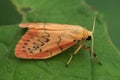 Closeup on the colorful pink Rosy Footman, Miltochrista miniata sitting on a green leaf
