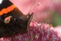 Closeup on a colorful red admiral butterfly, Vanessa atalanta on a purple Eupatorium flower Royalty Free Stock Photo