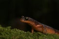 Closeup on the colorful red Californian coastal, Yellow-eyed Ensatina eschscholtzii xanthoptica