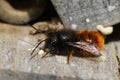 Closeup on a colorful red hairy male European orchard mason solitary bee, Osmia cornuta at the bee-hotel Royalty Free Stock Photo