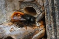 Closeup on a colorful red hairy male European orchard mason solitary bee, Osmia cornuta at the bee-hotel Royalty Free Stock Photo