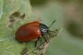 Closeup on the colorful red Poplar leaf beetle, Chrysomela populi, eating from a Populus alba leaf Royalty Free Stock Photo