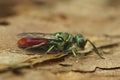 Closeup on the colorful , small gold or the ruby-tailed wasp, Chrysis ignita, sitting on wood