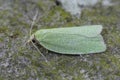 Closeup of a colorful small Green Oak Tortrix micro moth, Tortrix viridana on wood