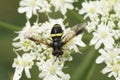 Closeup on a colorful Two-banded Spearhorn hoverfly, Chrysotoxum bicinctum sitting on white hogweed flower Royalty Free Stock Photo