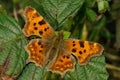 Natural closeup on the Comma butterfly, Polygonia c-album, sitting with open wings on a green leaf in the field Royalty Free Stock Photo