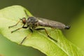 Closeup on the common awl robberfly , Neoitamus cyanurus, sitting on a green leaf