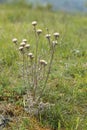 Closeup on a common carline thistle, Carlina vulgaris in the field Royalty Free Stock Photo