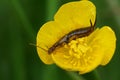 Closeup on the common European earwig, Forficula auricularia in a yellow buttercup flower Royalty Free Stock Photo