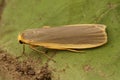 Closeup on a Common footman moth, Eilema lurideola, sitting on a leaf in the shrubs in the garden