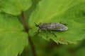 Closeup on a common horsefly or cleg fly, haematopota pluvialis a blood sucking Tabanidae fly , sitting on a green leaf Royalty Free Stock Photo