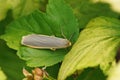 Natural closeup on a Common ootman moth, Eilema lurideola, sitting on a leaf in the shrubs