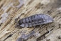 Closeup on a common shiny woodlouse, Oniscus asellus sitting on wood Royalty Free Stock Photo