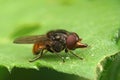 Closeup on the common Snout-hoverfly, Rhingia campestris sitting on a green leaf