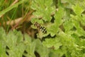 Closeup on a common spotted, field syrph hoverfly, Eupeodes luniger in the garden