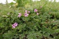 Closeup on the common storks-bill purple wildflower, Erodium cicutarium in a meadow