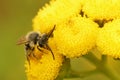 Closeup on a decolored, brown-haired male yellow-legged mining bee, Andrena flavipes , on a yellow Tancy flower Royalty Free Stock Photo