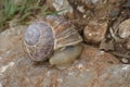 Closeup on an edible escargot snail, Helix pomatia on a stone Royalty Free Stock Photo