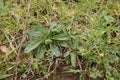 Closeup on the emerging foliage of the narrowleaf plantain, Plantago lanceolata in the field