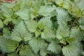 Closeup on the emerging green foliage of the common burn or stinging nettle Urtica diocia