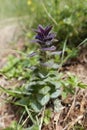 Closeup on an erect pyramidal bugle wildflower plant, Ajuga pyramidalis in the Austrian alps