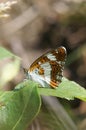 Closeup on the Eurasian white admiral butterfly, Limenitis camilla sitting on a green leaf