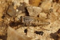 Closeup on the European Coastal silver-stiletto, Acrosathe annulata, sitting on sand in the dunes