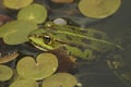 Closeup on a European green frog, Pelophylax species, sitting in a pond between the weeds Royalty Free Stock Photo