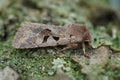 Closeup on the European Hebrew Character owlet moth, Orthosia gothica Royalty Free Stock Photo