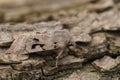 Closeup on the European Hebrew Character owlet moth, Orthosia gothica sitting on wood Royalty Free Stock Photo