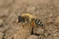 Closeup on a female Banded Mining-bee, Andrena gravida sitting on the ground Royalty Free Stock Photo