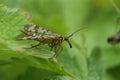 Closeup on a female Common scorpionfly, Panorpa vulgaris sitting on a green leaf