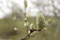 Closeup of a female Goat Willow, Salix caprea kitten on a branch in the springtime