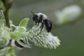 Closeup on a female Grey-backed mining bee, Andrena vaga, sitting on a female Goat Willow catkin Royalty Free Stock Photo