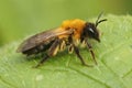 Closeup on a female grey-patched mining bee, Andrena nitida , sitting on a green leaf Royalty Free Stock Photo