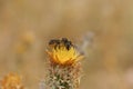 Closeup on a female Horned woodborer solitary be, Lithurgus cornutus, collecting pollen on a yellow thistle flower