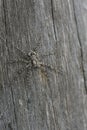 Closeup on a female Lichen Running Spider , Philodromus margaritatus sitting on the bark of a tree